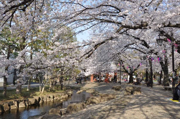 中央森林公園