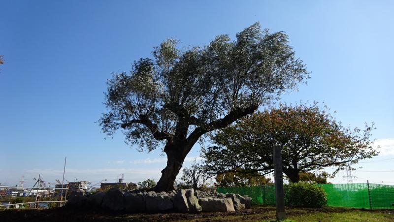 なぎさ公園（ブイロクの木）