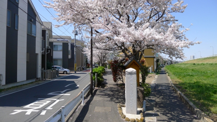 親水さくら街道