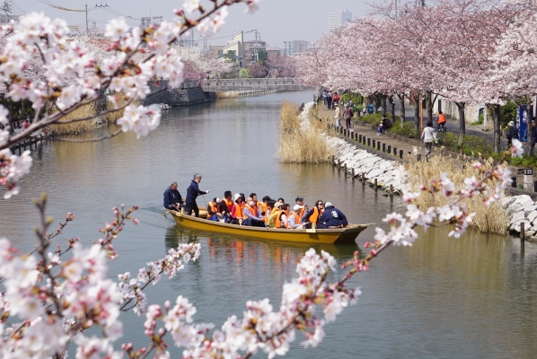 新川千本桜