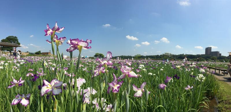 小岩菖蒲園