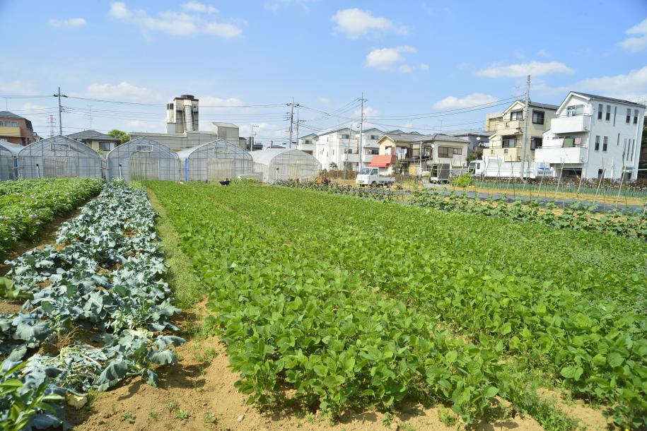 鹿骨農の風景