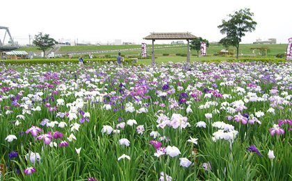 写真　小岩菖蒲園