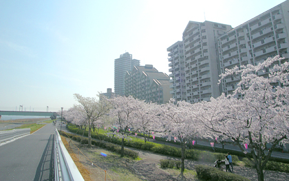 写真　小松川千本桜