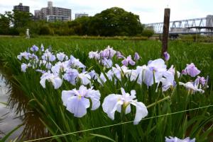 ハナショウブの一番花