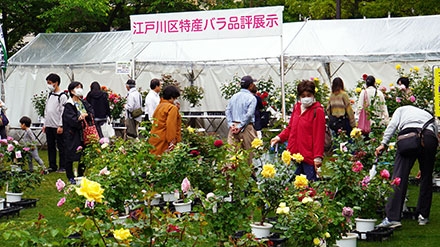 江戸川区特産バラ品評展示即売会　その1