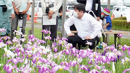 「小岩菖蒲園まつり」の様子2
