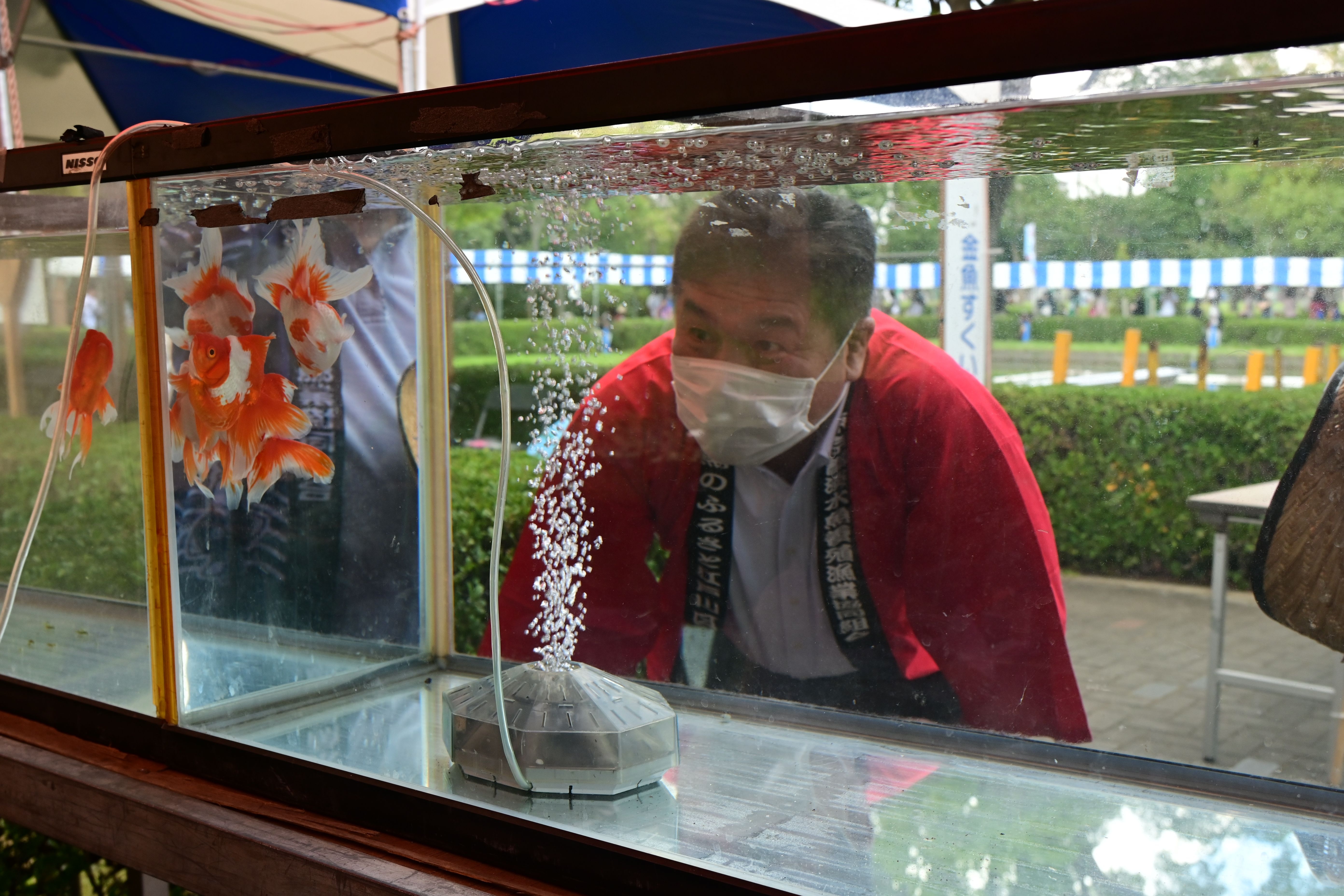金魚の水槽をのぞき込む斉藤区長