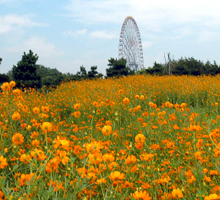 コスモス畑の全景