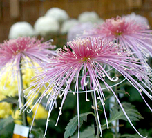 影向菊花大会の菊をアップで撮影した写真