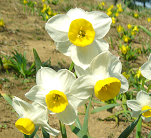 すいせんの花のアップ