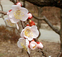 梅の花をアップで撮影した写真