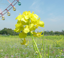 菜の花のアップ