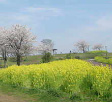 菜の花畑の全景