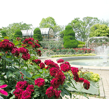 総合レクリエーション公園噴水とバラの写真