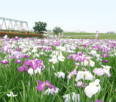 花菖蒲の様子