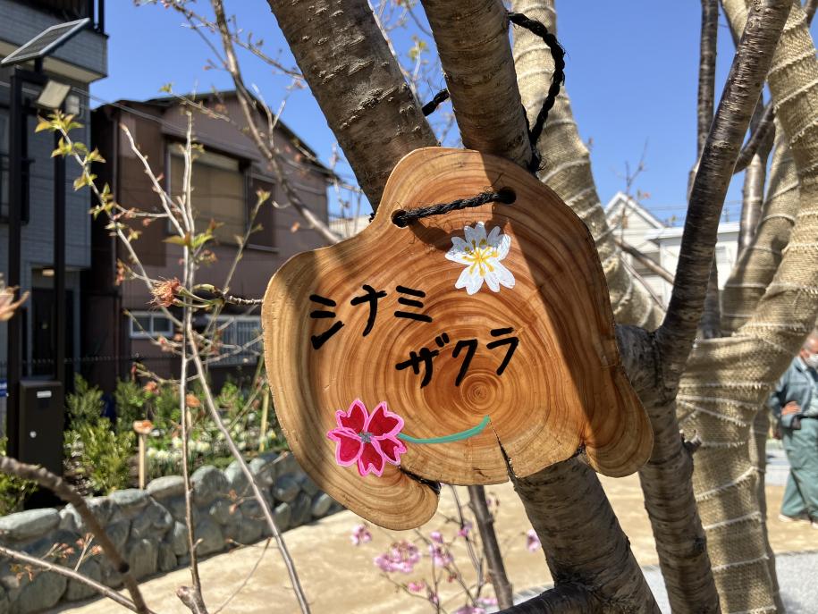 興宮すいせん公園_シナミザクラ