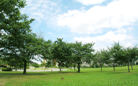 大島小松川公園