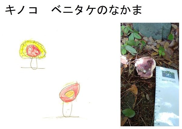 画像　ベニタケのイラストと写真