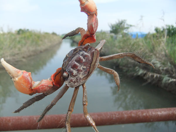 写真　江戸川のベンケイガニ