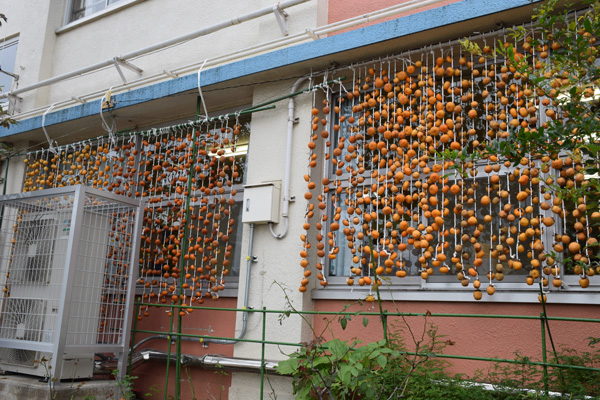 写真　下小岩第二小学校　干し柿