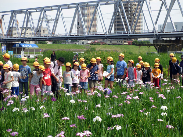 写真　小岩菖蒲園