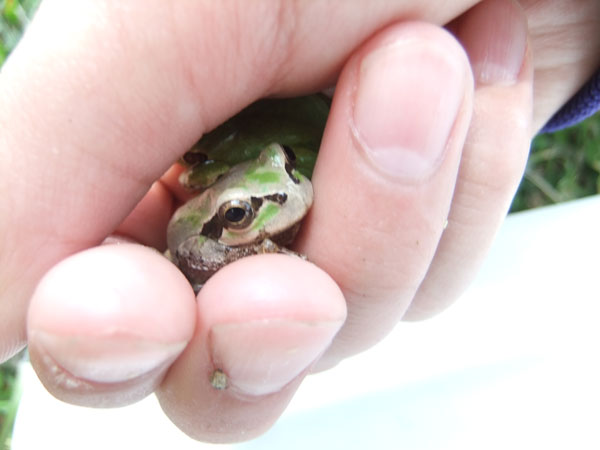 写真　江戸川のカエル