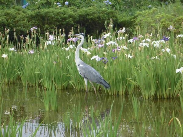 写真　小岩菖蒲園のアオサギ