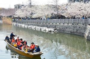 新川桜並木と川に浮かぶお花見和船