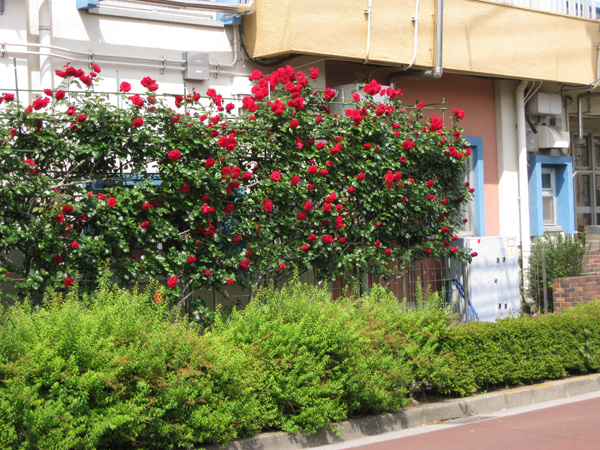 写真　下小岩第二小学校　バラ