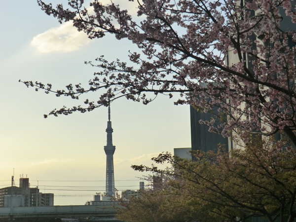 写真　桜とスカイツリー