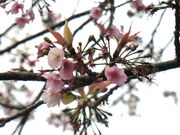 写真　旧中川　桜から葉桜へ