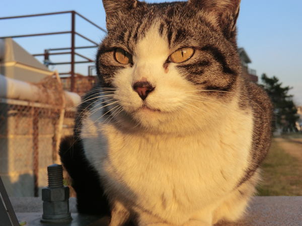 写真　旧中川で撮影した地域猫