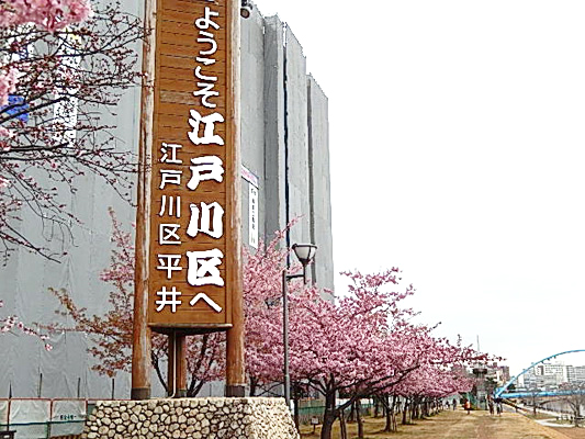 写真　旧中川　河津桜