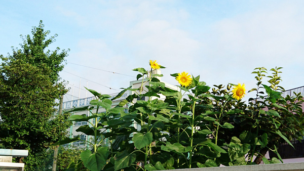 写真　平井西小学校通学路のひまわり