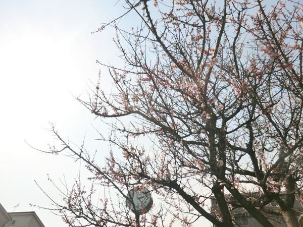 写真　桜