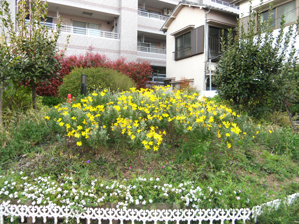 写真　花壇