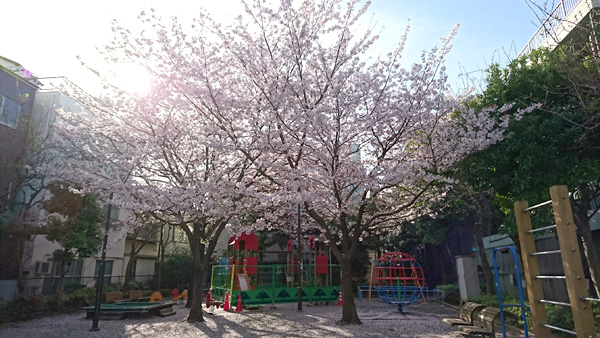 写真　くじゃく児童遊園の桜