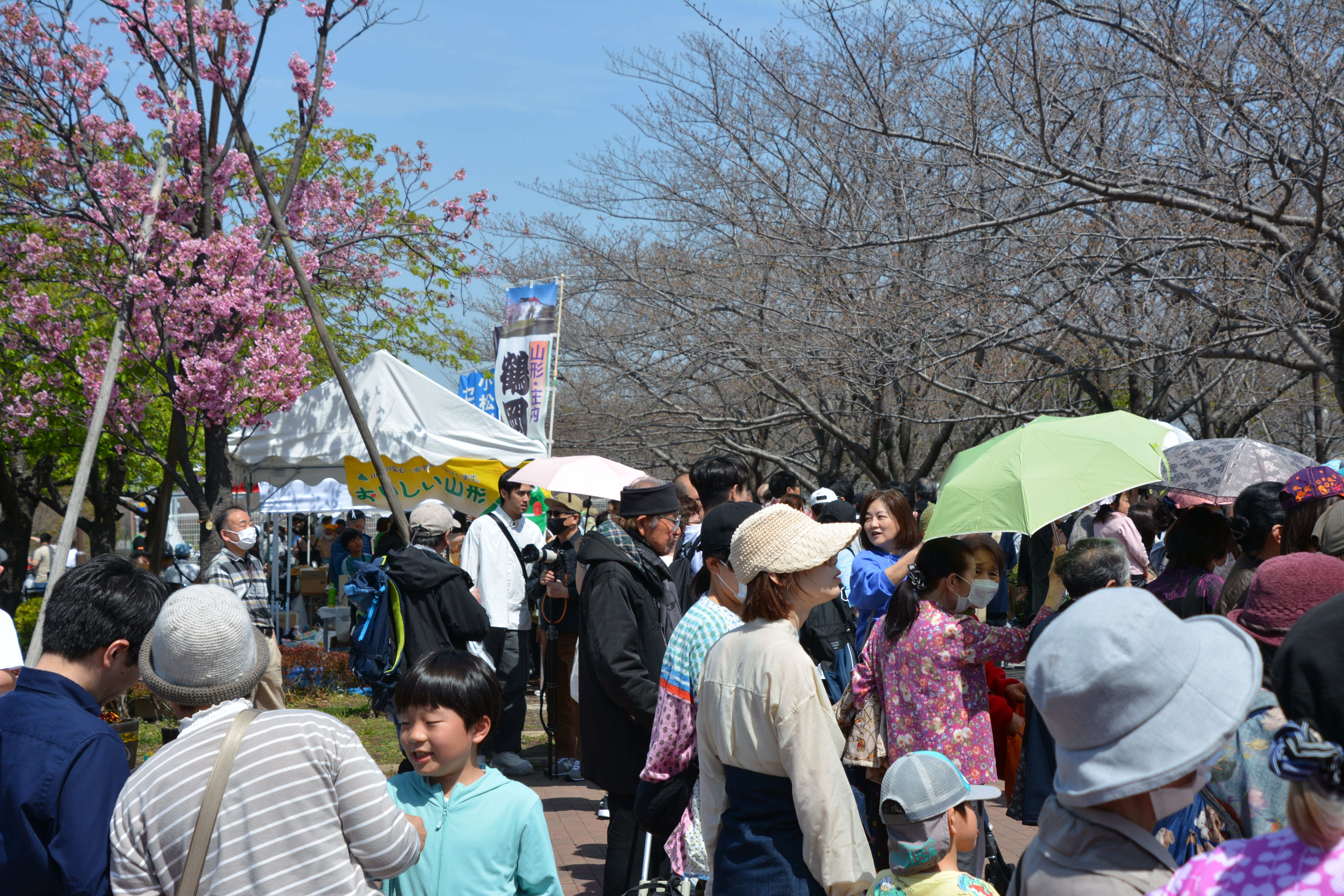 小松川沿いの桜を楽しむ人々