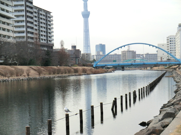 写真　旧中川ふれあい橋とスカイツリー