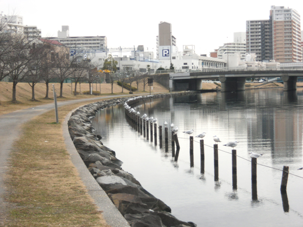 写真　旧中川