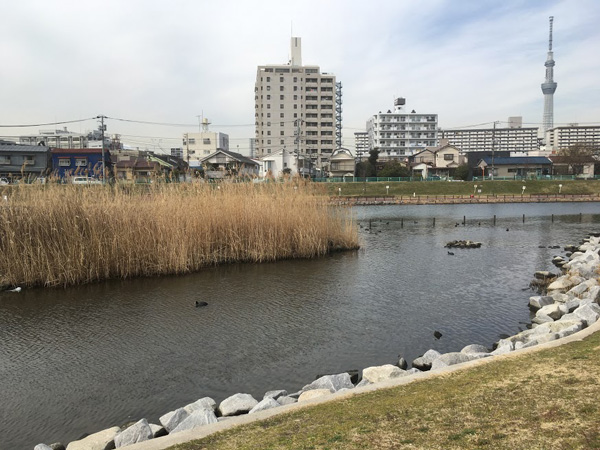 写真　旧中川の野鳥