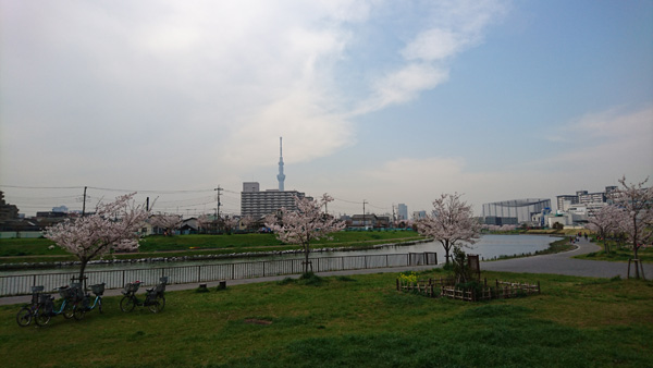 写真　旧中川からの風景