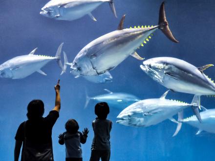 葛西臨海水族園（マグロと家族）