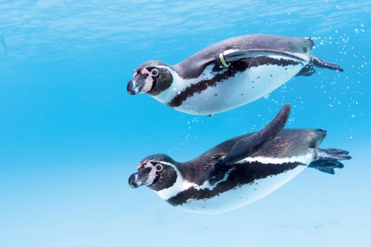 フルボトルペンギン