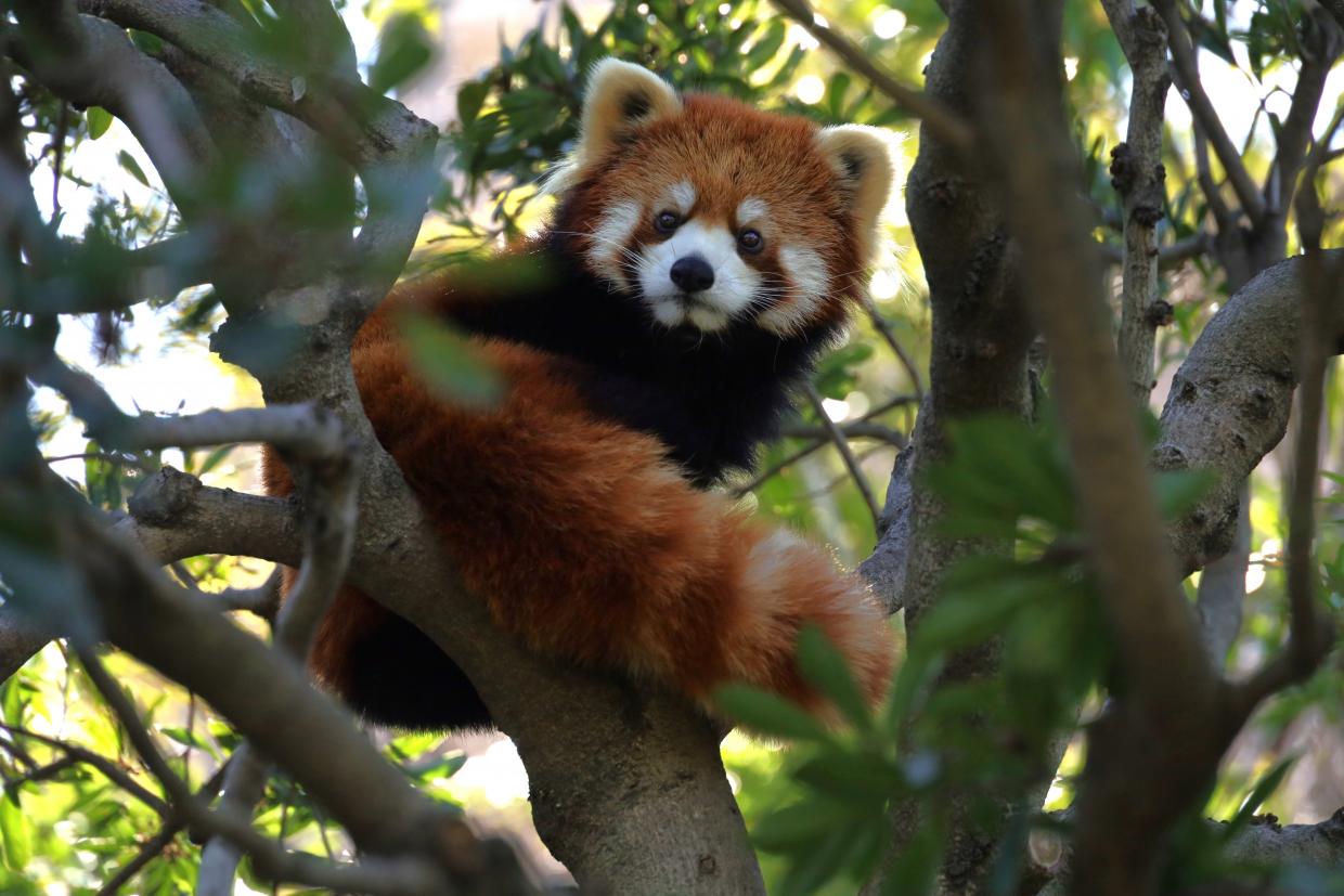 自然動物園