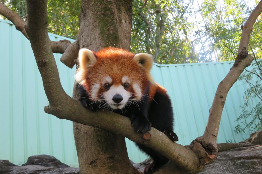 自然動物園