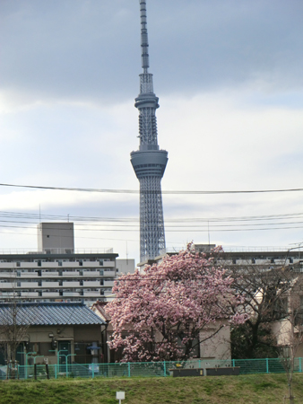 写真　スカイツリー