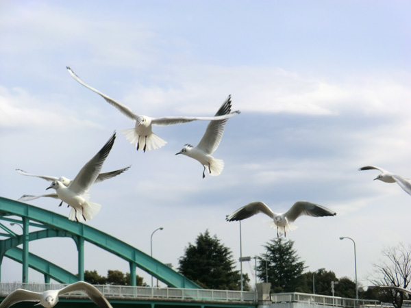 写真　旧中川　ゆりかもめ