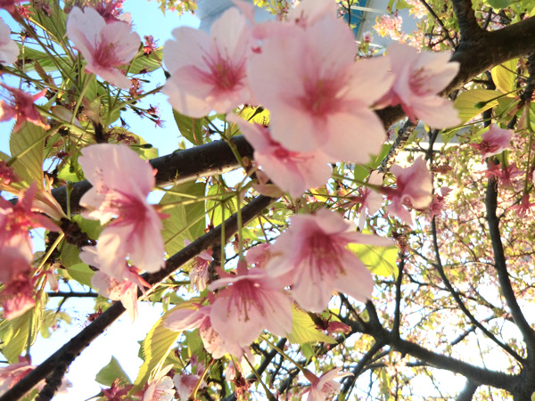 写真　桜